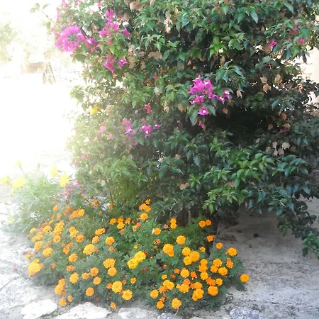 Evianna Mousata